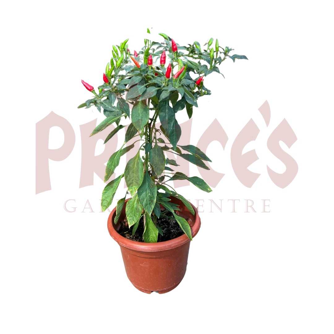 Chilli - (Pot size - 21cmØ x 19cmH) - Prince Garden Centre