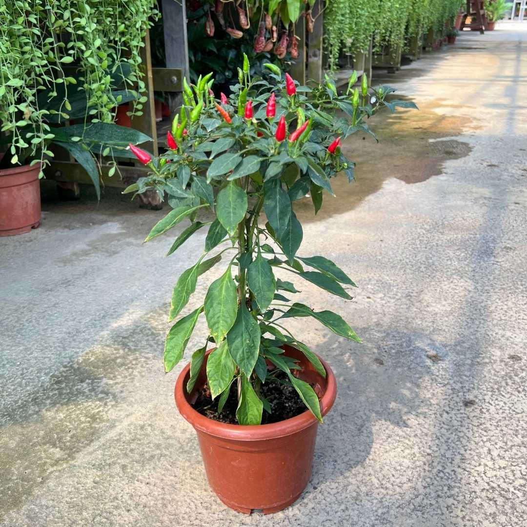 Chilli - (Pot size - 21cmØ x 19cmH) - Prince Garden Centre