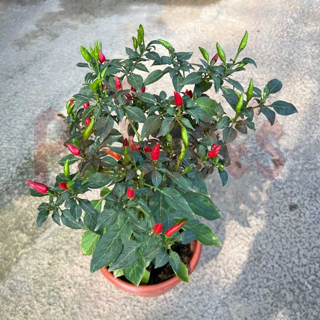 Chilli - (Pot size - 21cmØ x 19cmH) - Prince Garden Centre