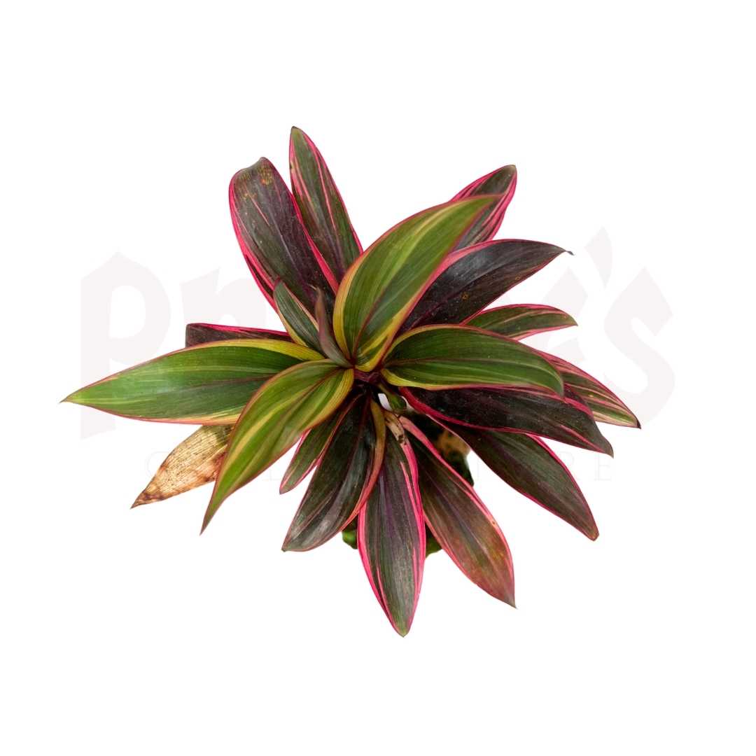 Cordyline Mossball - Prince Garden Centre