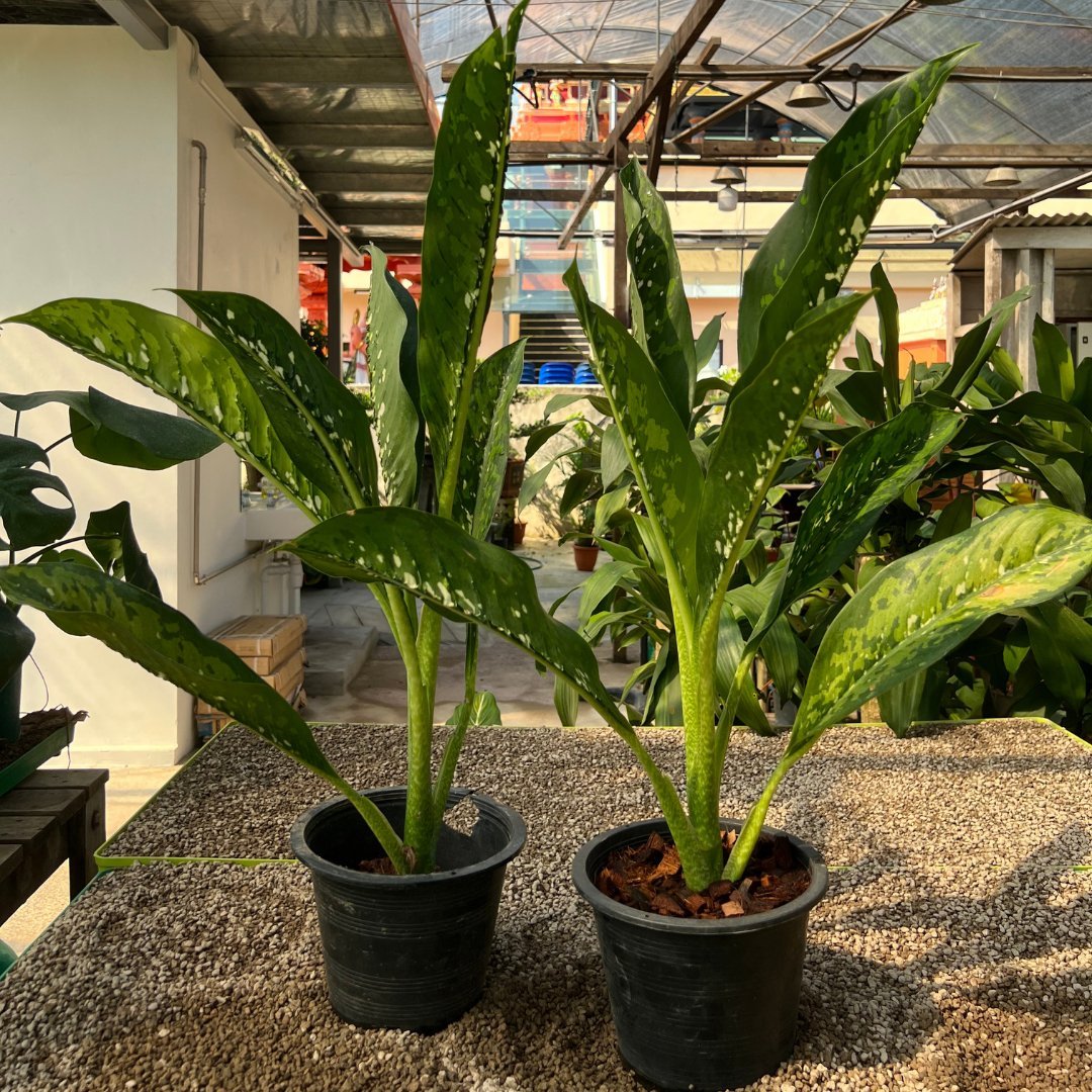 Dieffenbachia Crocodile - Prince Garden Centre