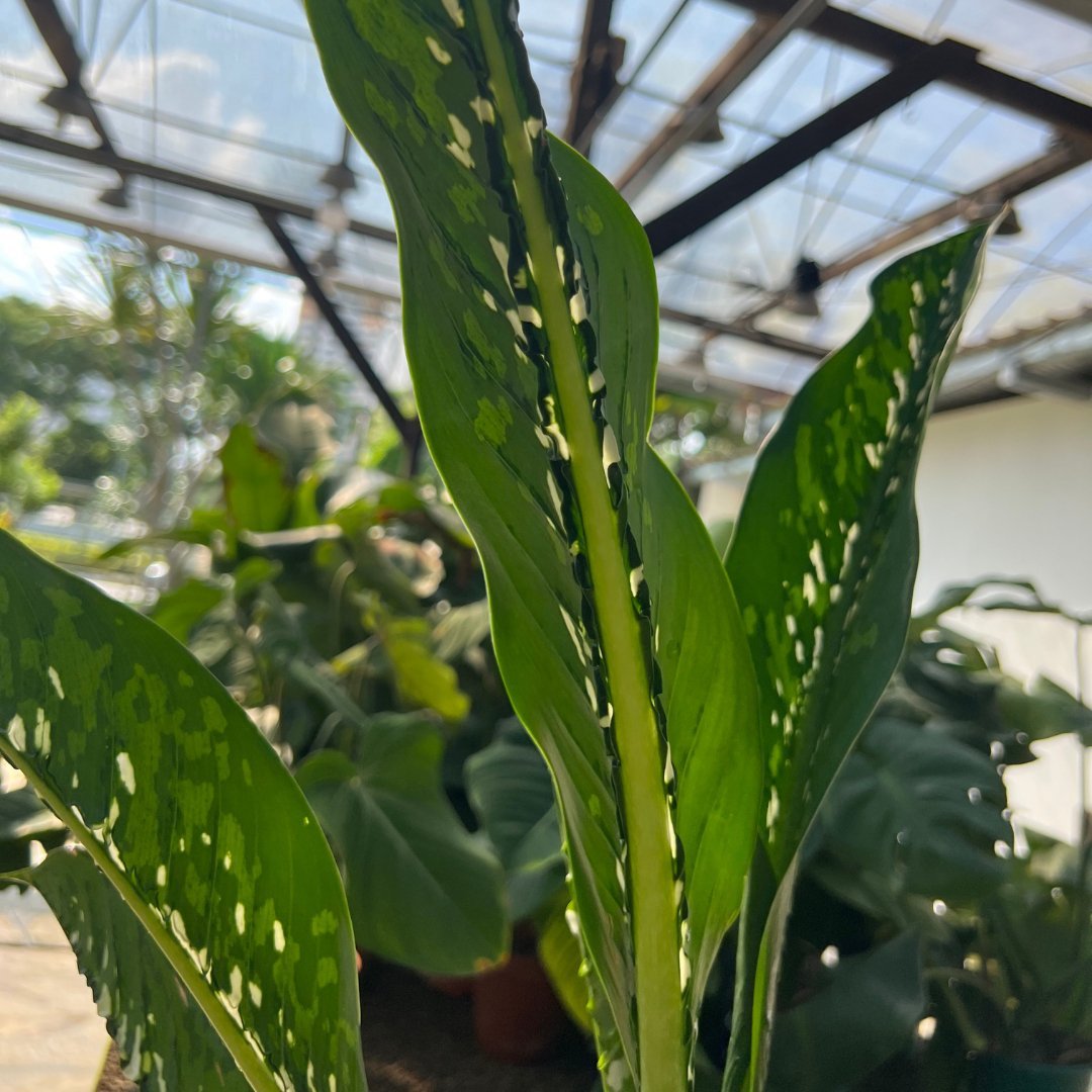 Dieffenbachia Crocodile - Prince Garden Centre