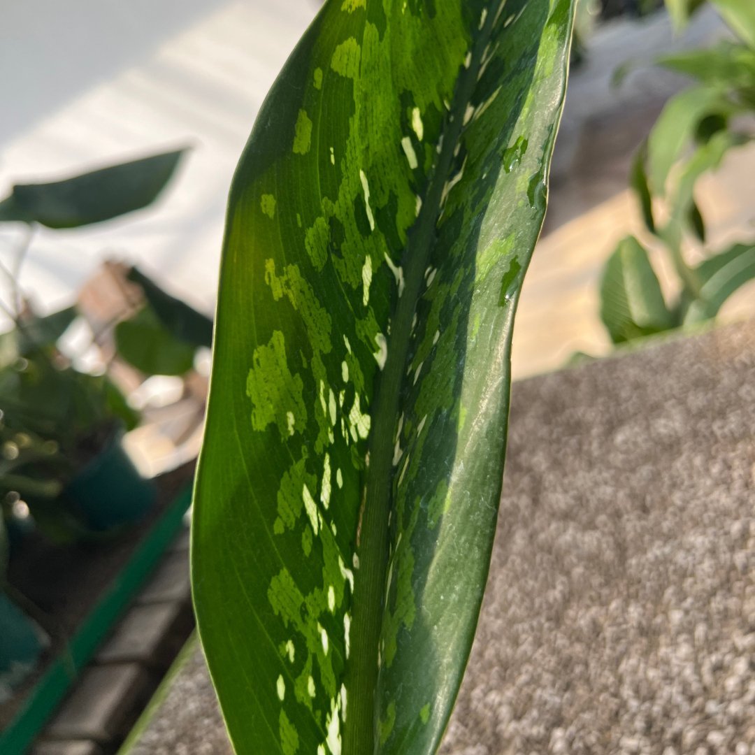 Dieffenbachia Crocodile - Prince Garden Centre