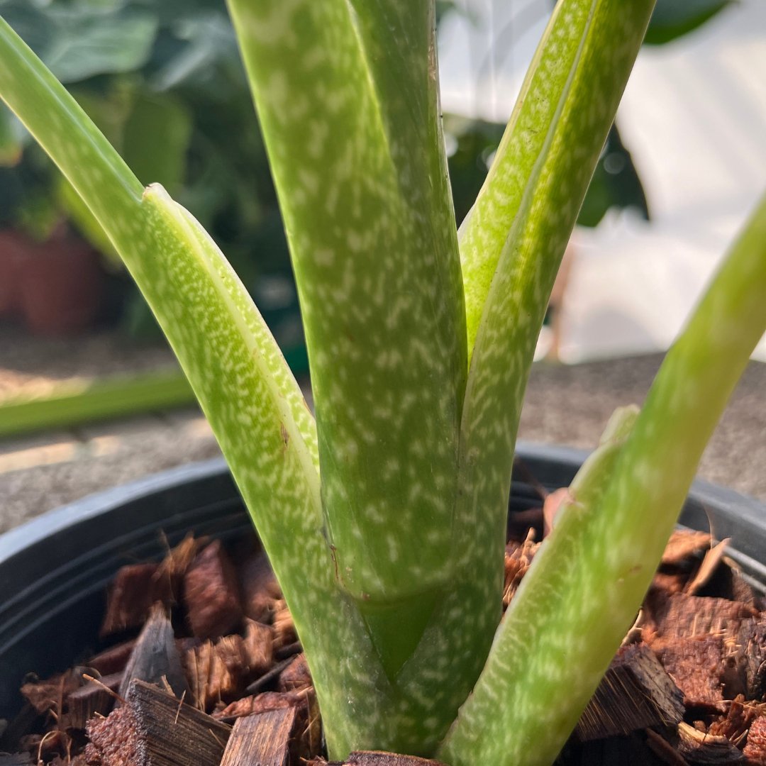 Dieffenbachia Crocodile - Prince Garden Centre