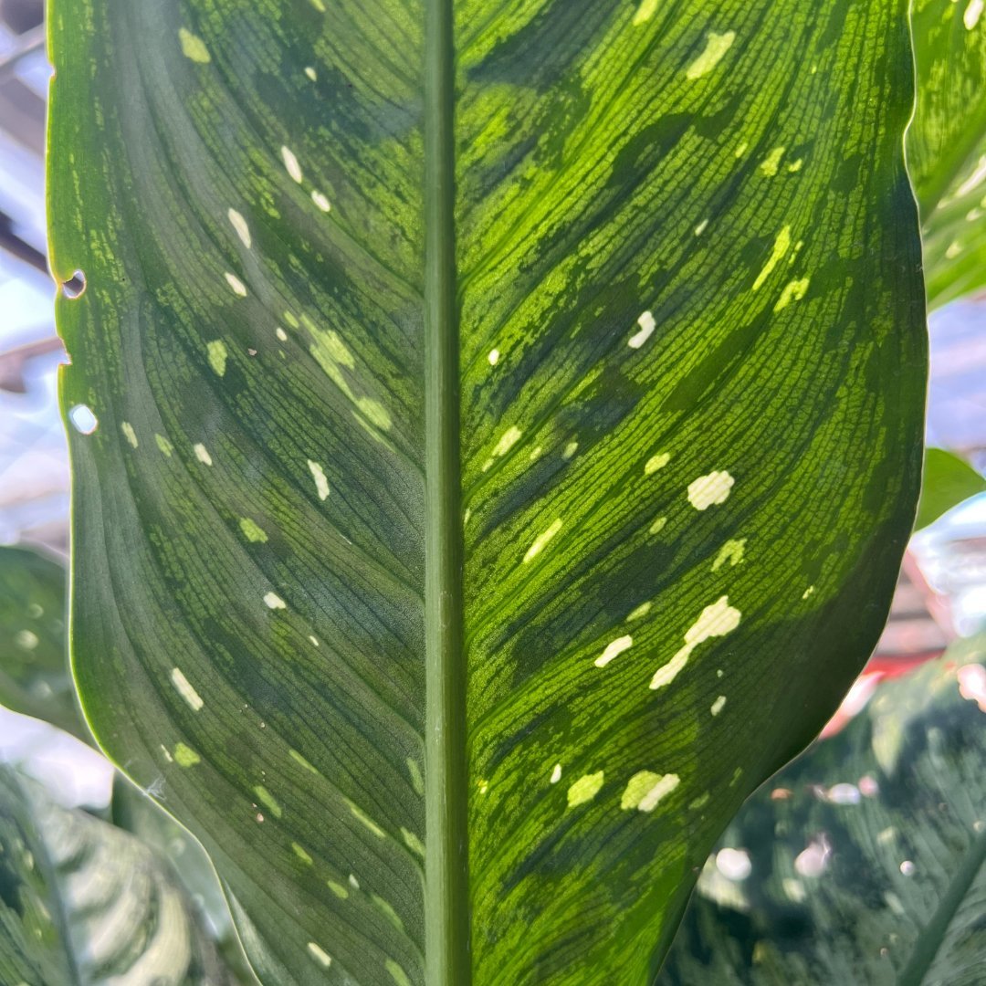 Dieffenbachia Silver - Prince Garden Centre