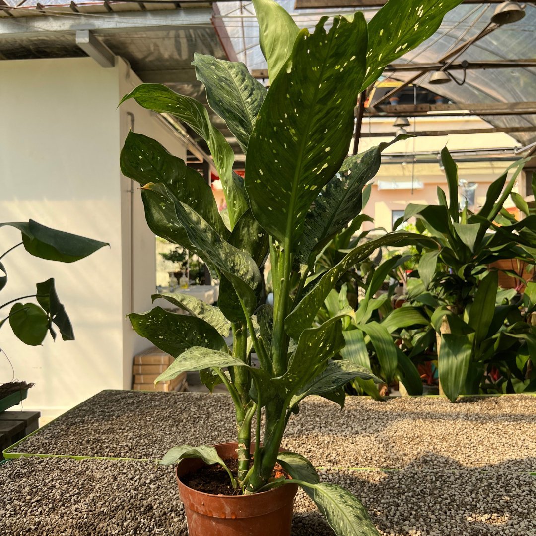 Dieffenbachia Silver - Prince Garden Centre