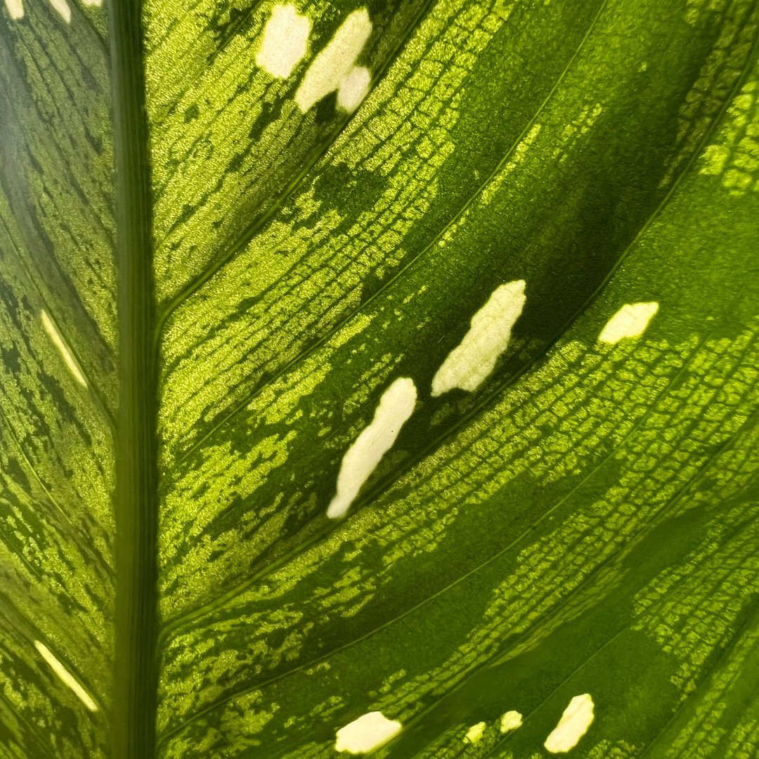 Dieffenbachia Silver - Prince Garden Centre