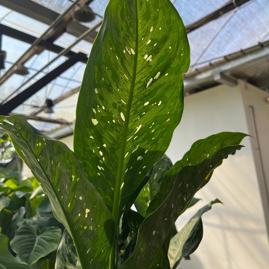 Dieffenbachia Silver - Prince Garden Centre