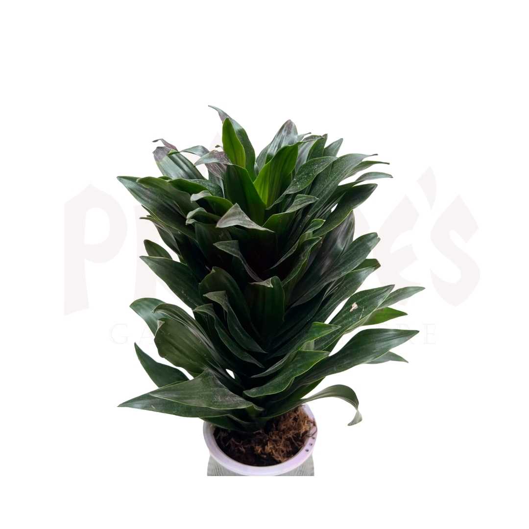 Dracaena Compacta - Prince Garden Centre