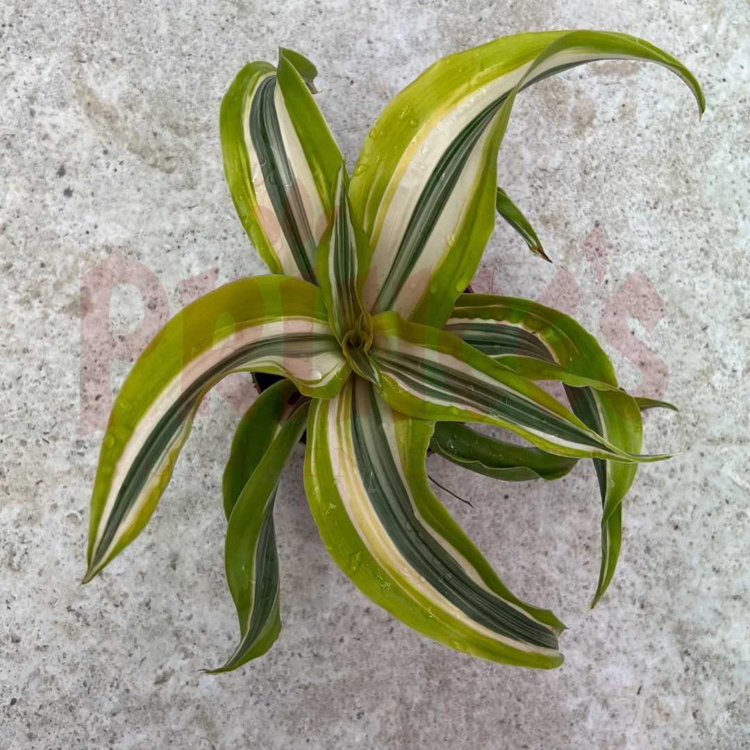 Dracaena fragrans 'Massangeana' - Corn Plant - Prince Garden Centre