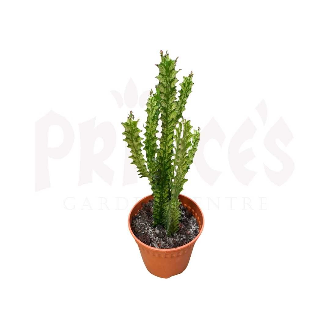 Euphorbia Lactea - (8.5cmØ x 11cmH) - Prince Garden Centre