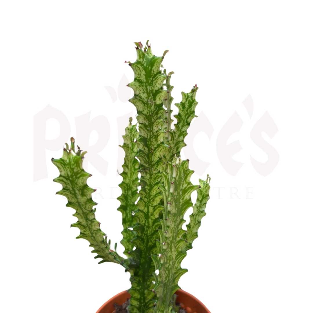 Euphorbia Lactea - (8.5cmØ x 11cmH) - Prince Garden Centre