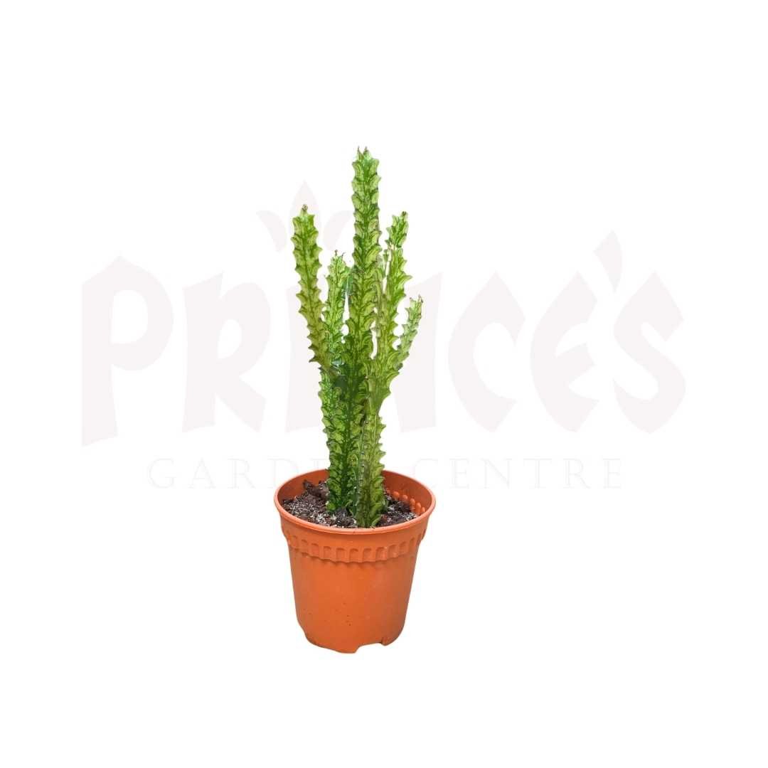 Euphorbia Lactea - (8.5cmØ x 11cmH) - Prince Garden Centre