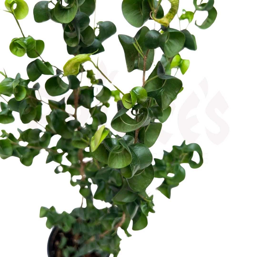 Ficus Benjamine - (Approx. 40cm-50cm) - Prince Garden Centre