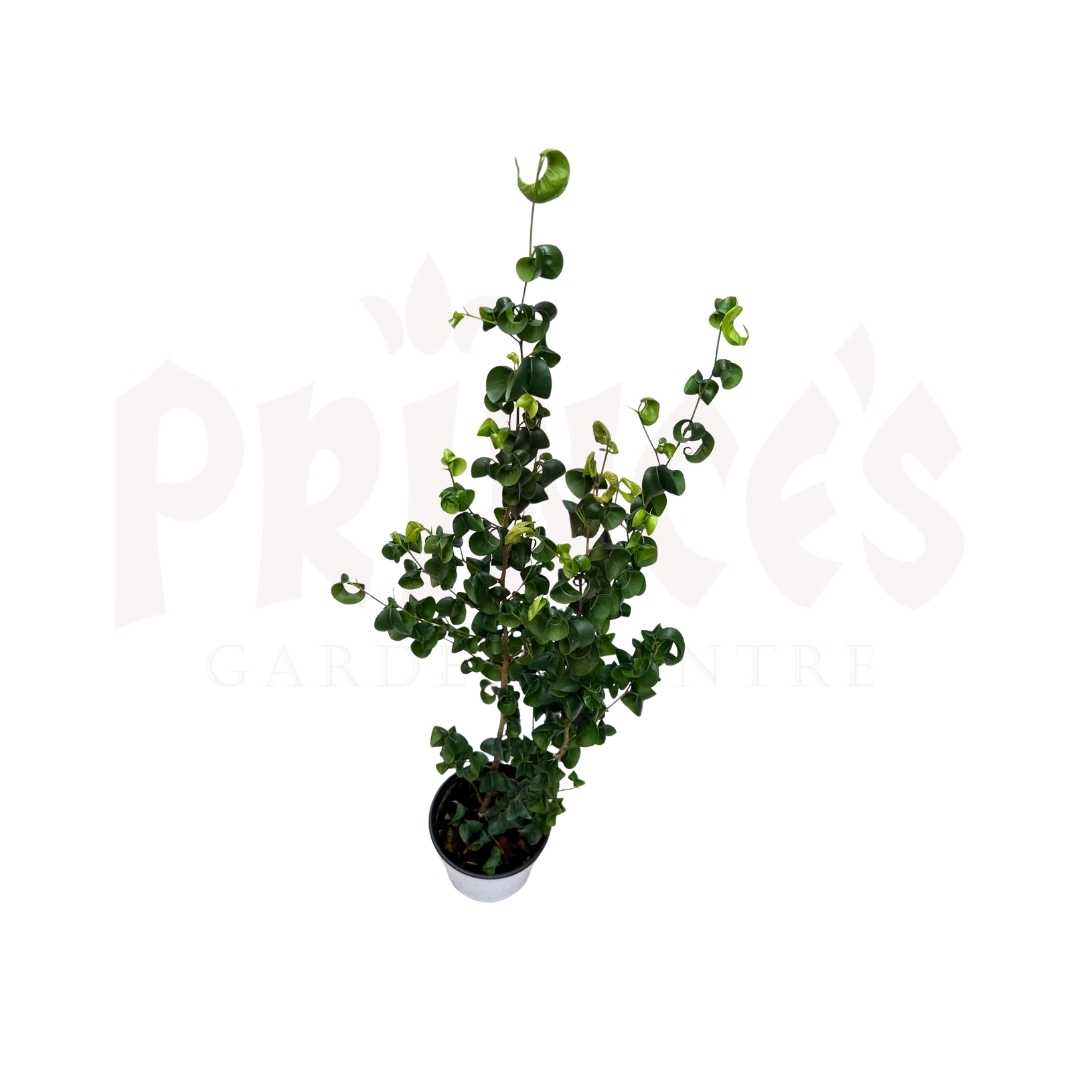 Ficus Benjamine - (Approx. 40cm-50cm) - Prince Garden Centre