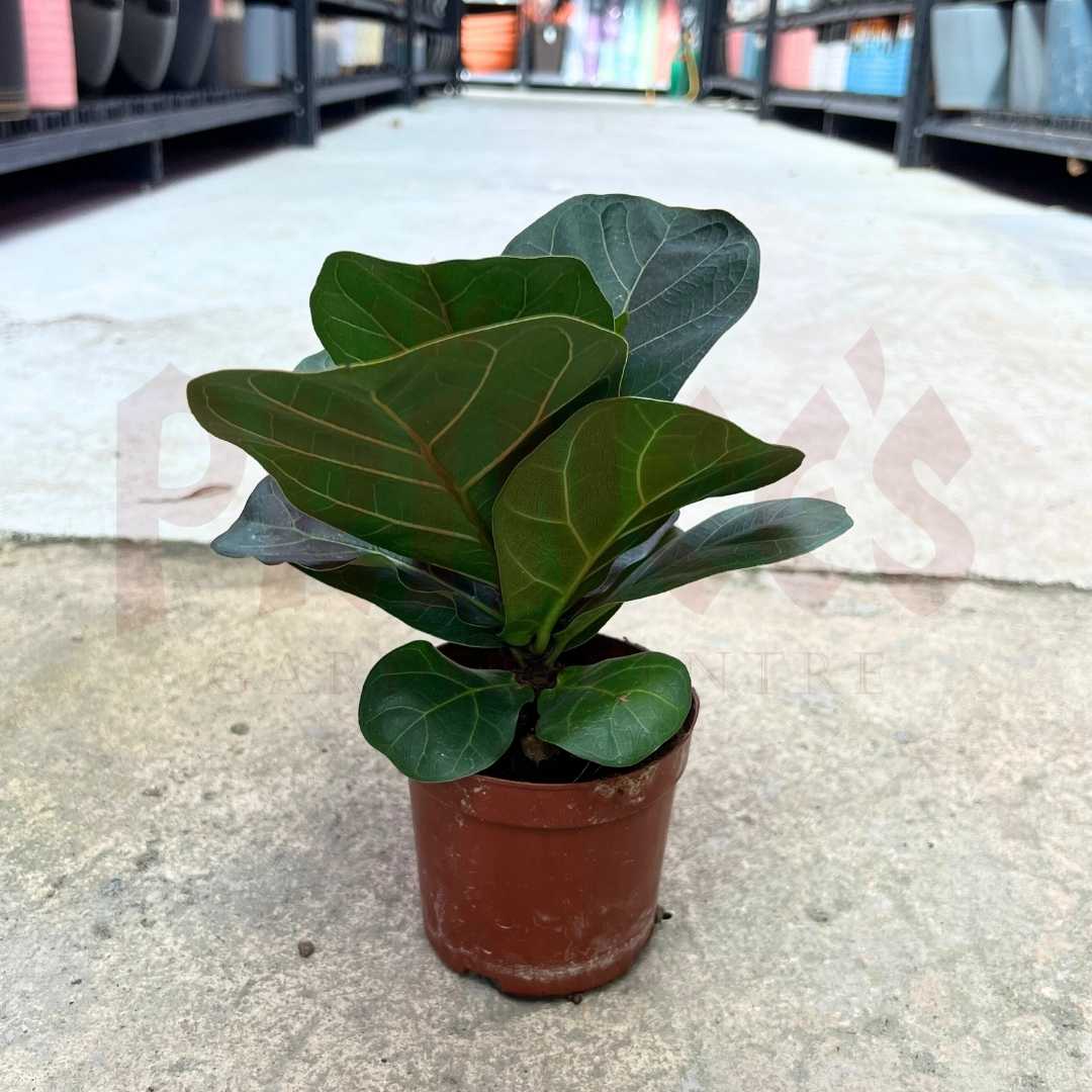 Ficus Lyrata (Pot-110m) - Prince Garden Centre