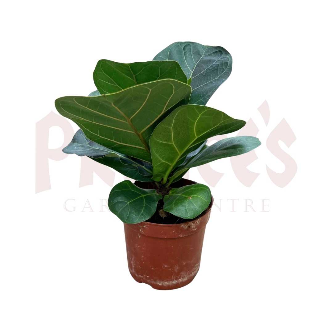 Ficus Lyrata (Pot-110m) - Prince Garden Centre