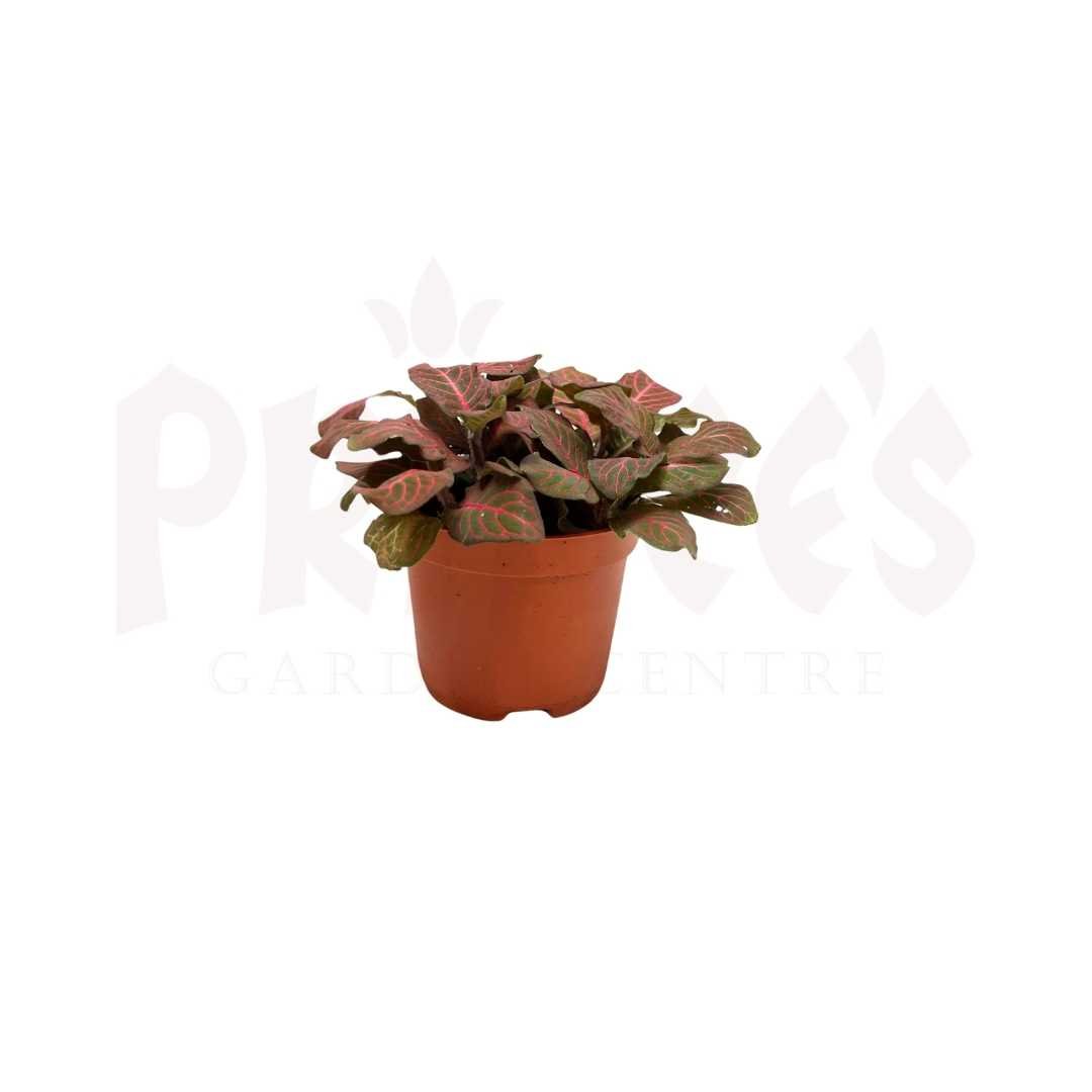 Fittonia (Pot 7-8cmø x 6.5cmH) - Prince Garden Centre