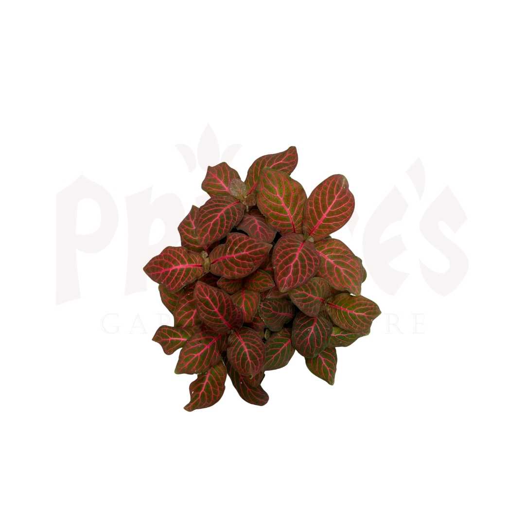 Fittonia (Pot 7-8cmø x 6.5cmH) - Prince Garden Centre