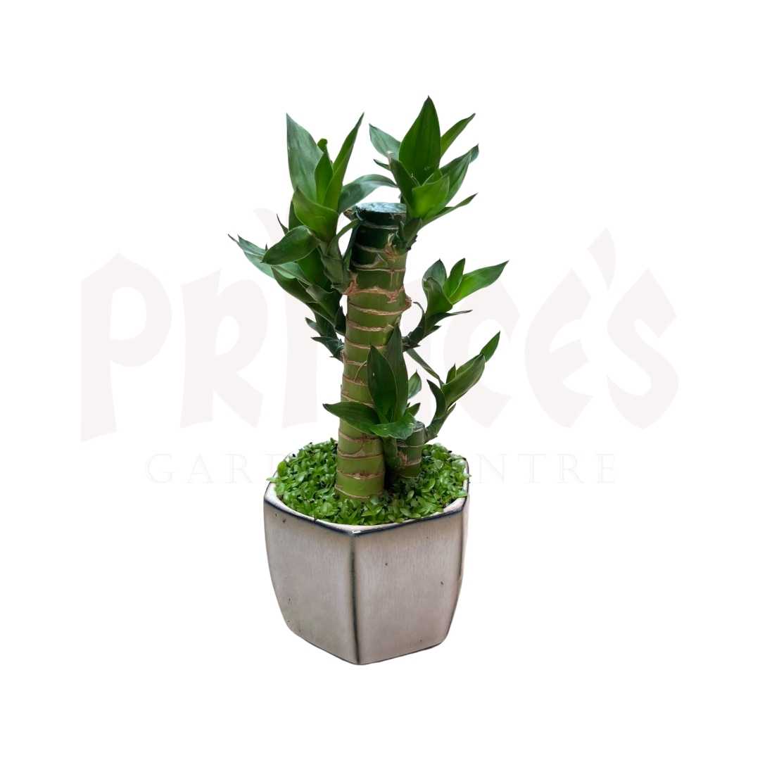 Fortune Bamboo Deco Pot - Prince Garden Centre