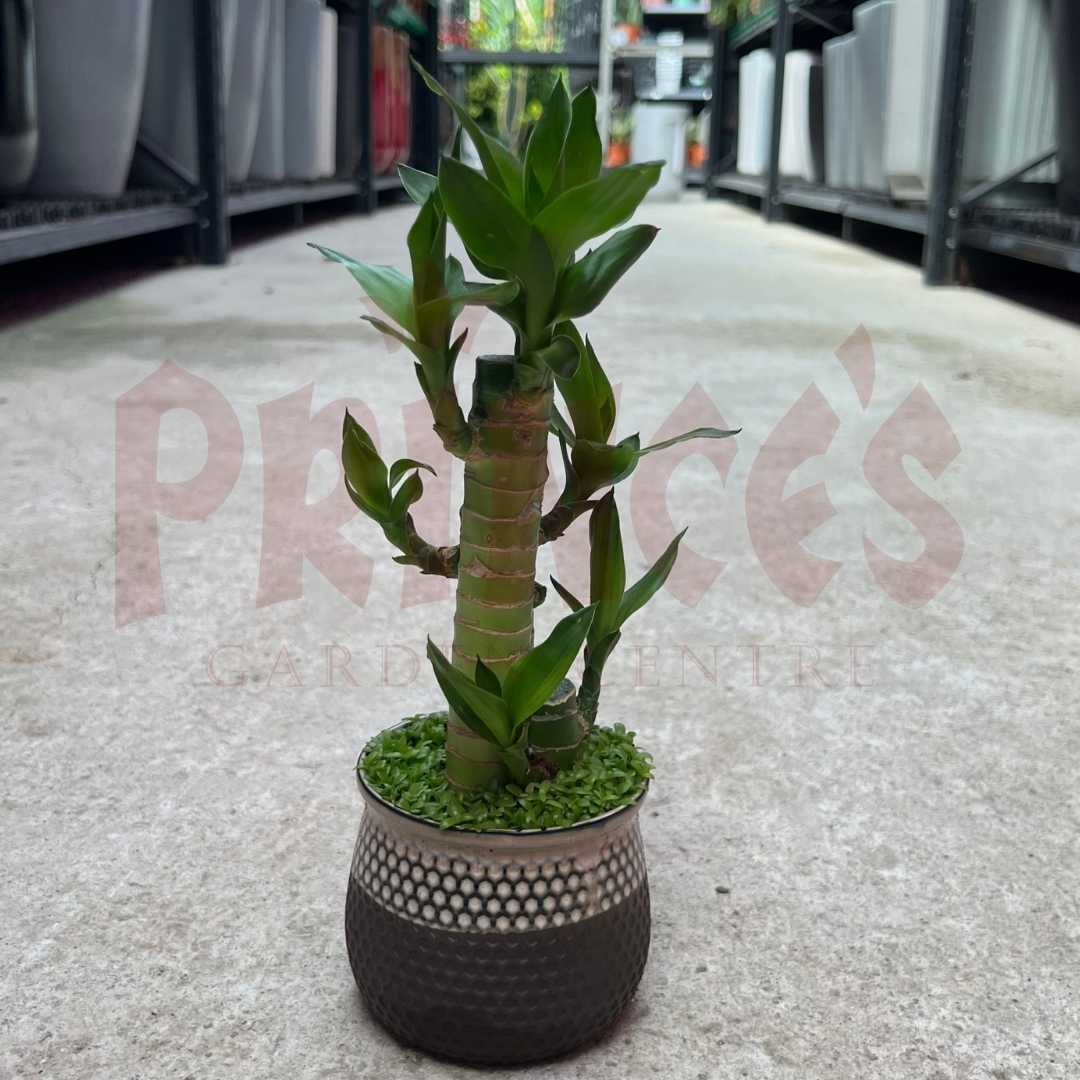 Fortune Bamboo Deco Pot - (Pot Size 8cmøx8cmH) - Prince Garden Centre