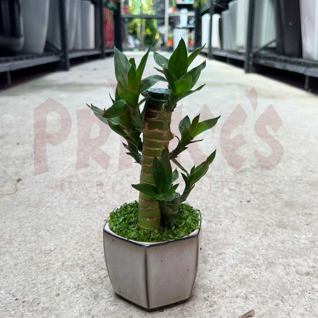 Fortune Bamboo Deco Pot - (Pot Size 8cmøx8cmH) - Prince Garden Centre