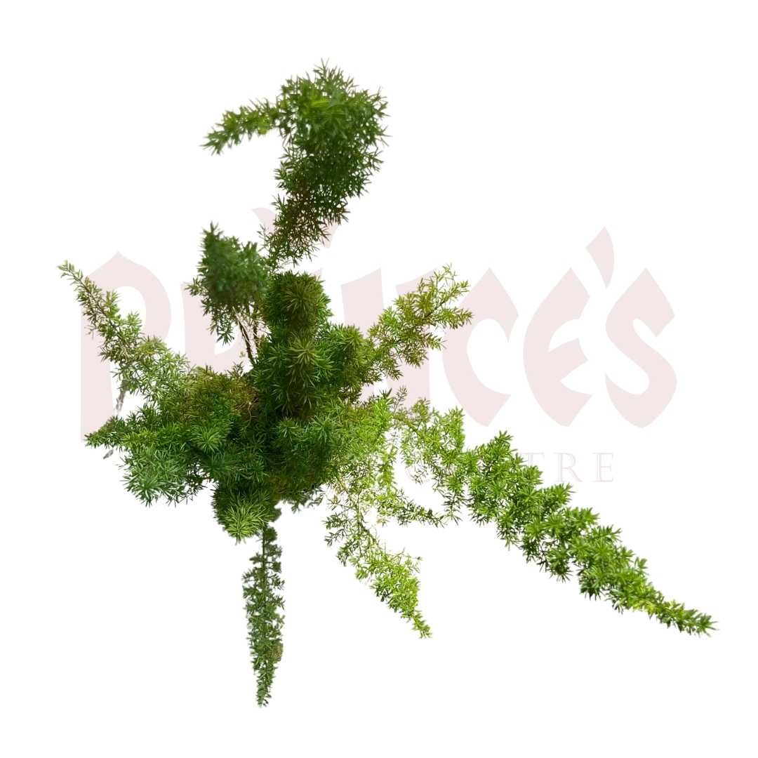 Foxtail Fern - (Pot Size 19cmø x 12cmH) - Prince Garden Centre