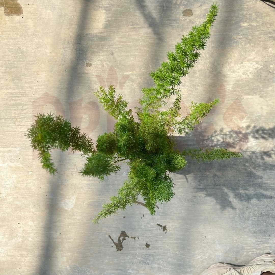 Foxtail Fern - (Pot Size 19cmø x 12cmH) - Prince Garden Centre