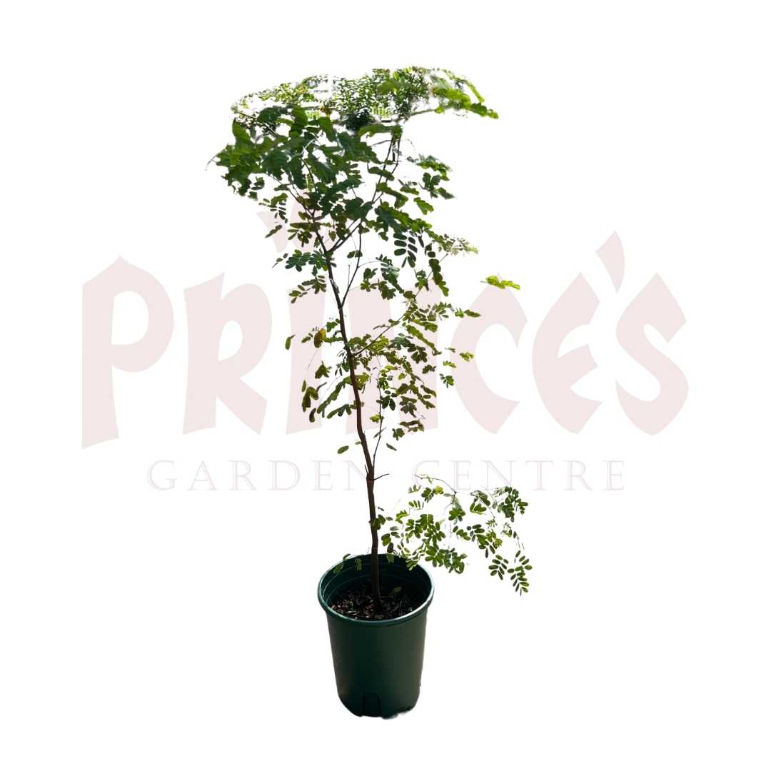 Frywood - (pot size - 20cmø x 23cmH) - Prince Garden Centre