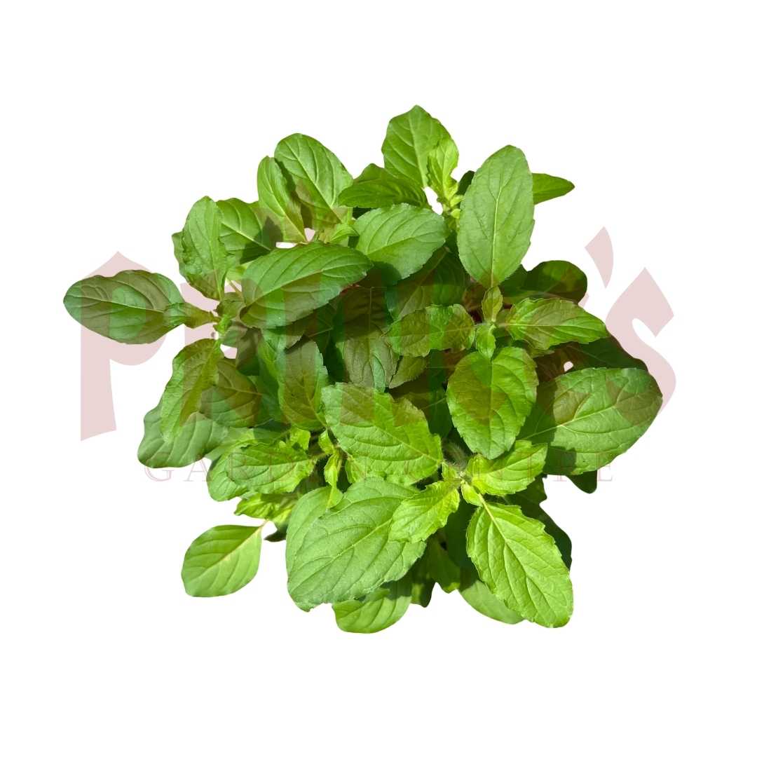 Holy Basil Tulsi - (Pot Size - 15cmØ x 14cmH) - Prince Garden Centre