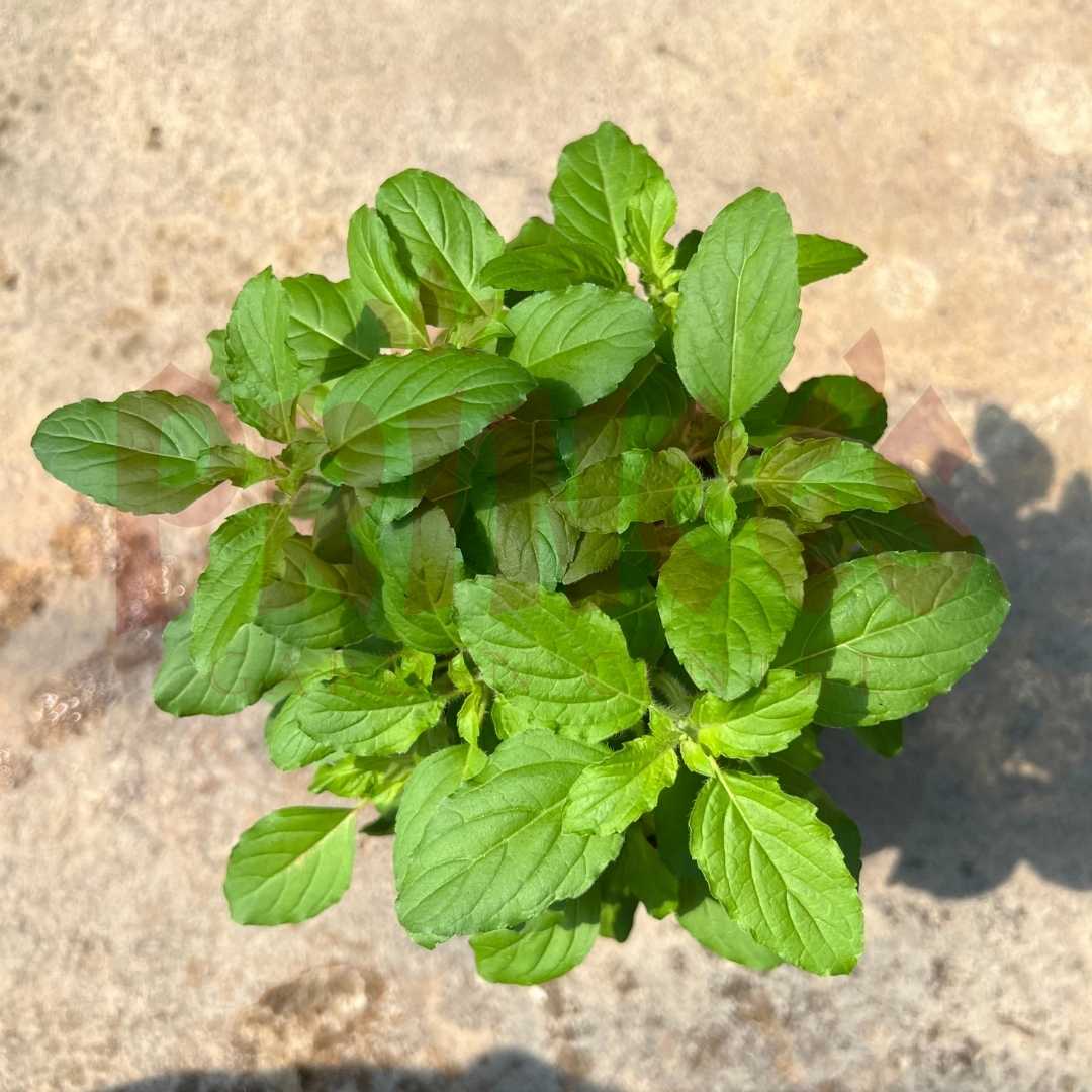 Holy Basil Tulsi - (Pot Size - 15cmØ x 14cmH) - Prince Garden Centre