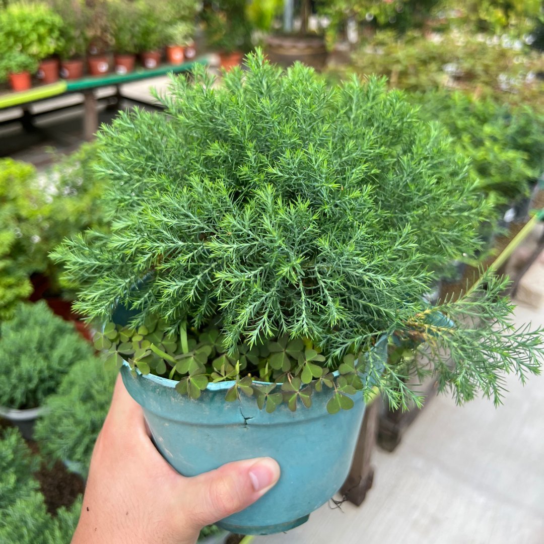 Juniperus - Prince Garden Centre