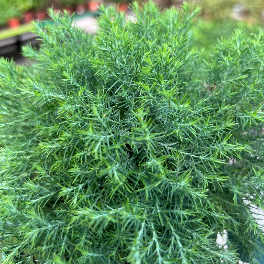 Juniperus - Prince Garden Centre