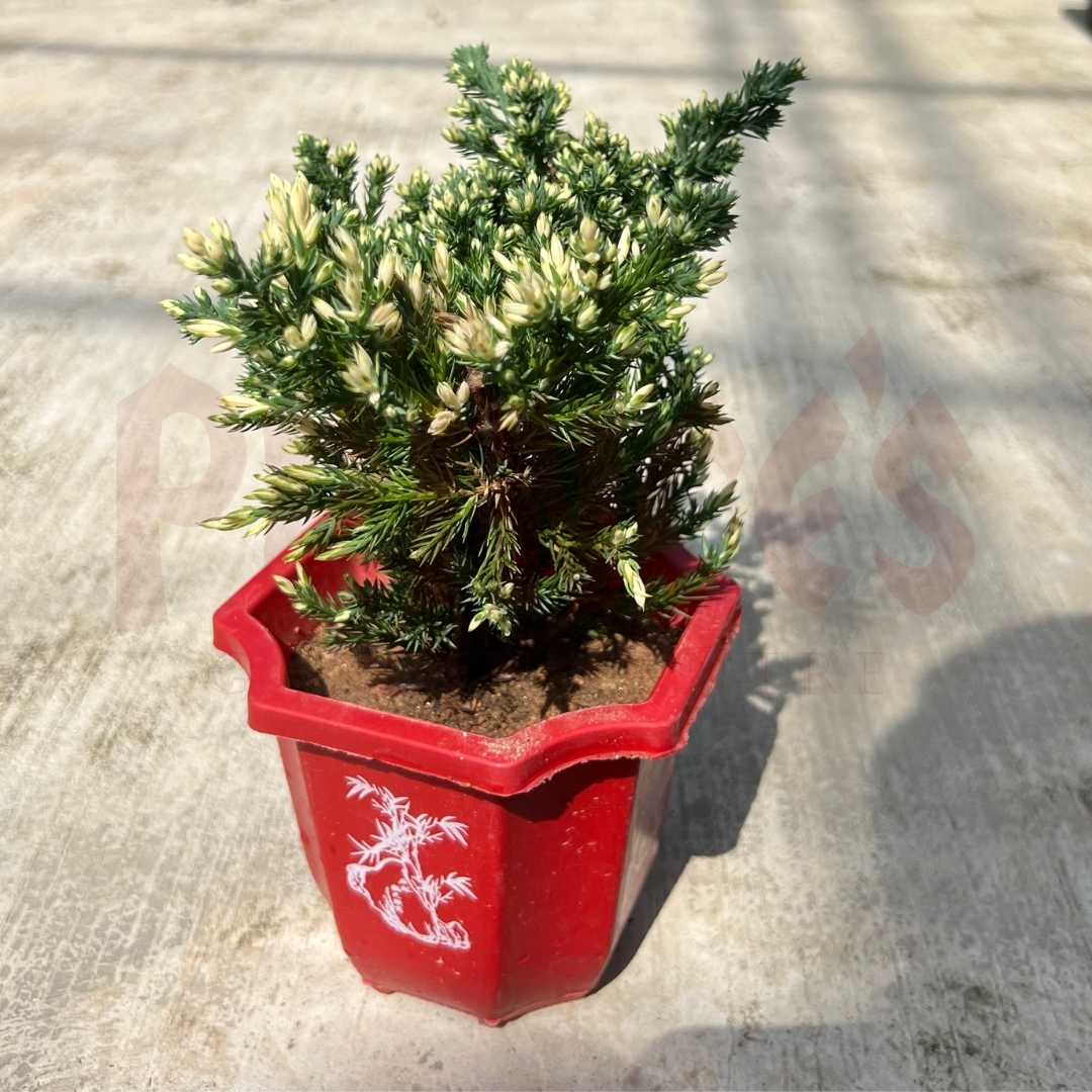 Juniperus - (Pot Size 11cmø x 10cmH) - Prince Garden Centre