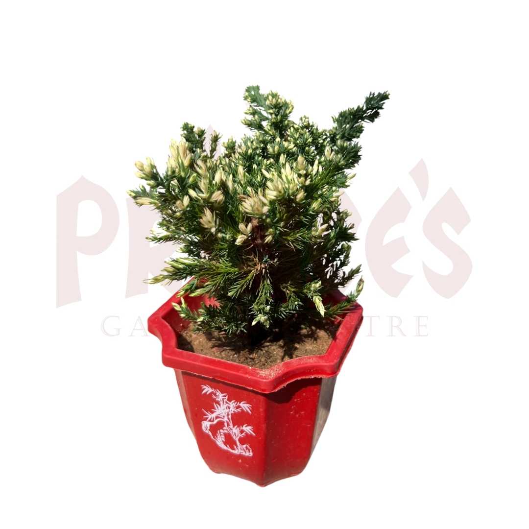 Juniperus - (Pot Size 11cmø x 10cmH) - Prince Garden Centre