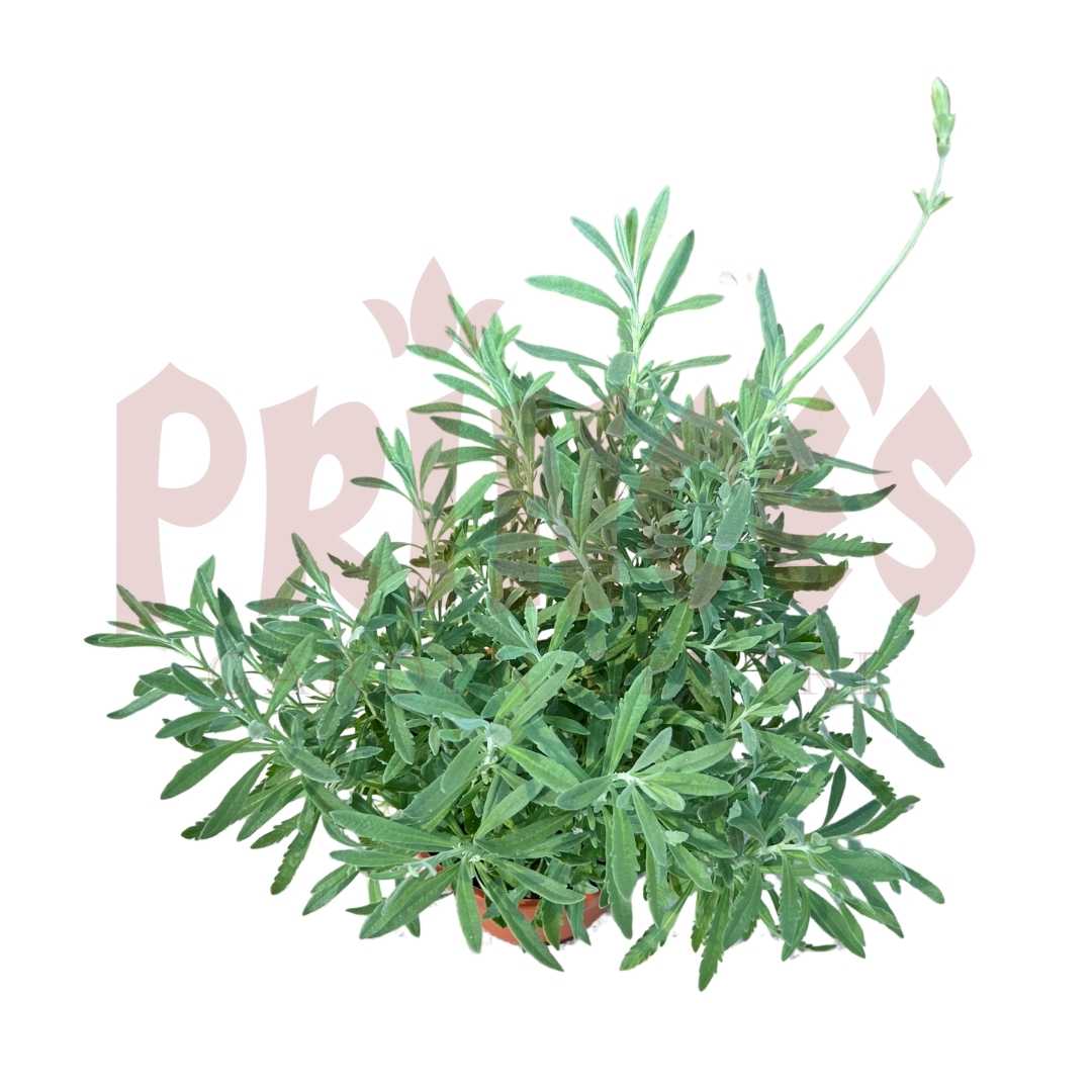 Lavender - (Pot Size 8cmØ x 10cmH) - Prince Garden Centre