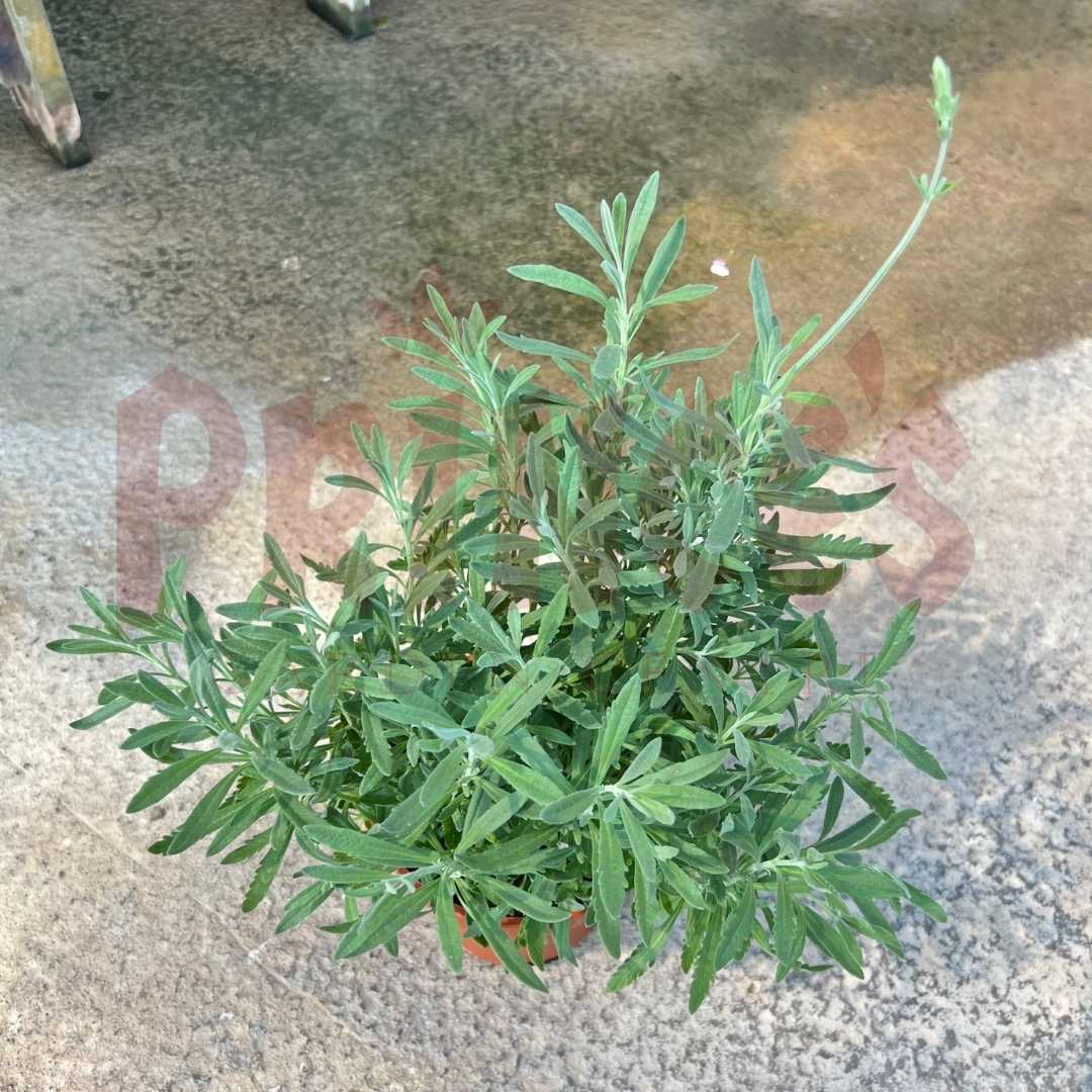 Lavender - (Pot Size 8cmØ x 10cmH) - Prince Garden Centre