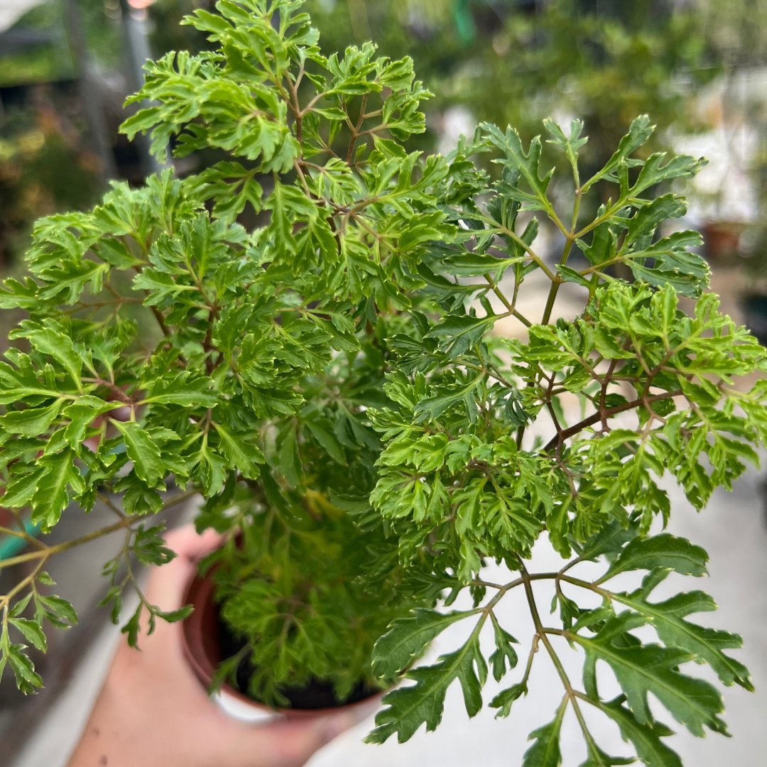 Ming Aralia - Prince Garden Centre