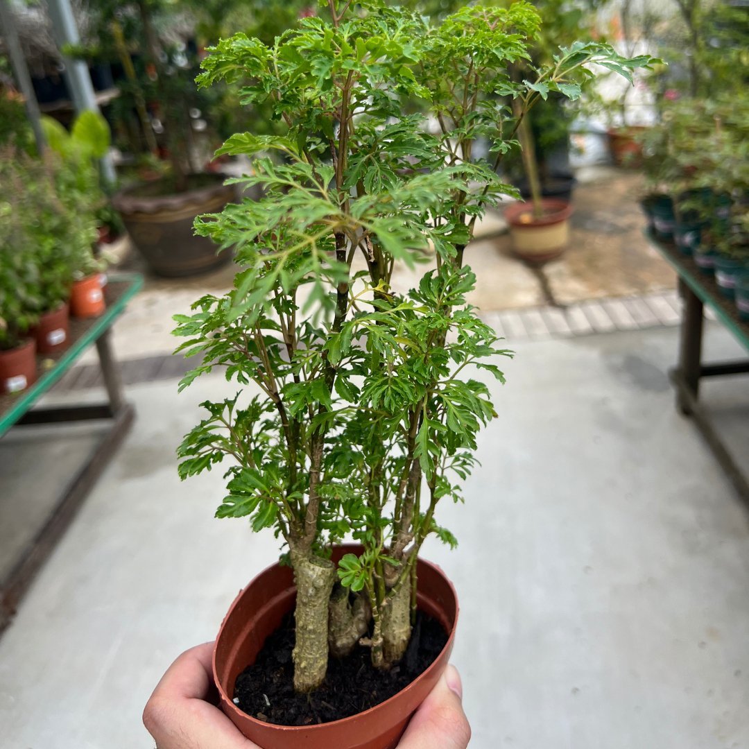 Ming Aralia - Prince Garden Centre