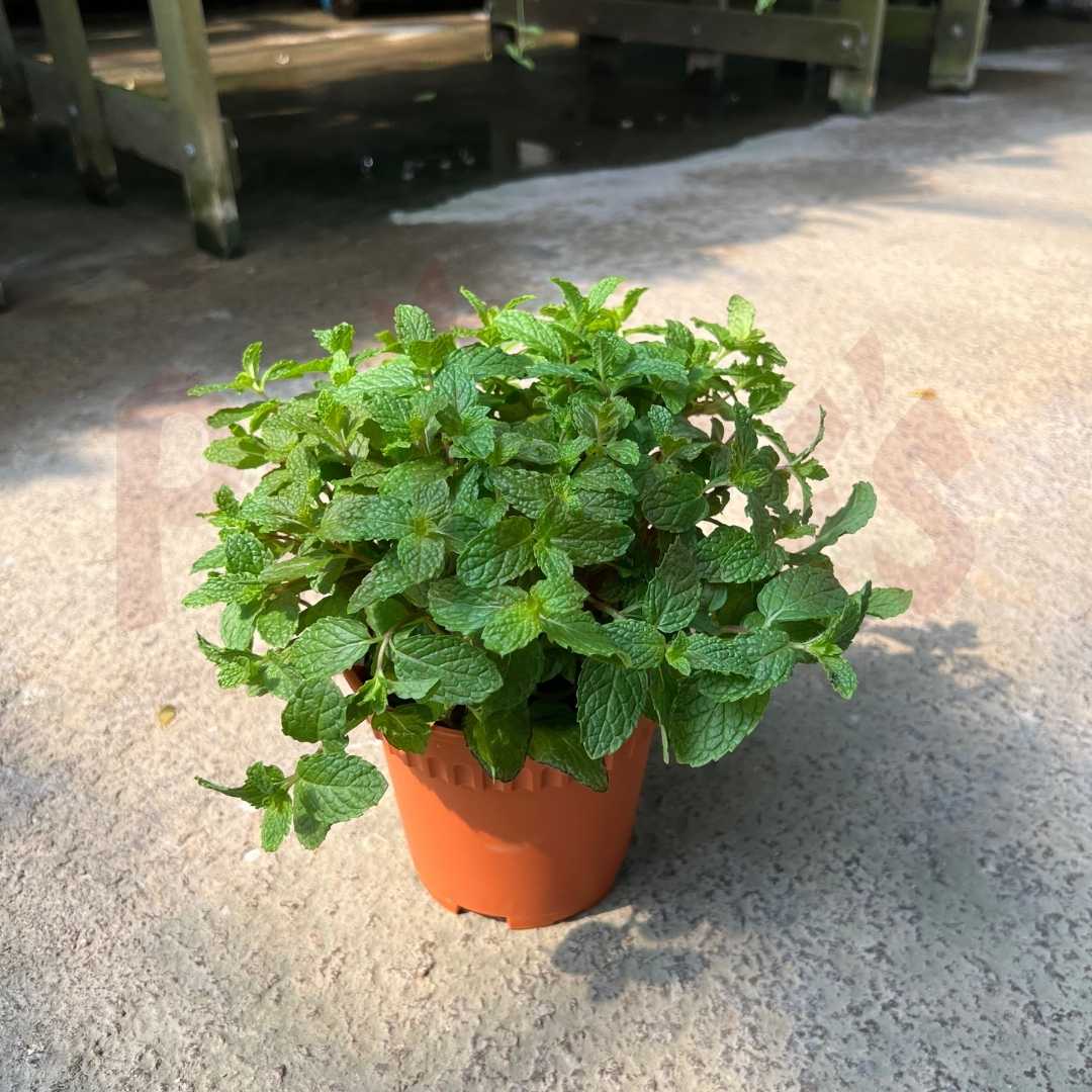 Mint - (Pot Size 6cmø x 10cmH) - Prince Garden Centre