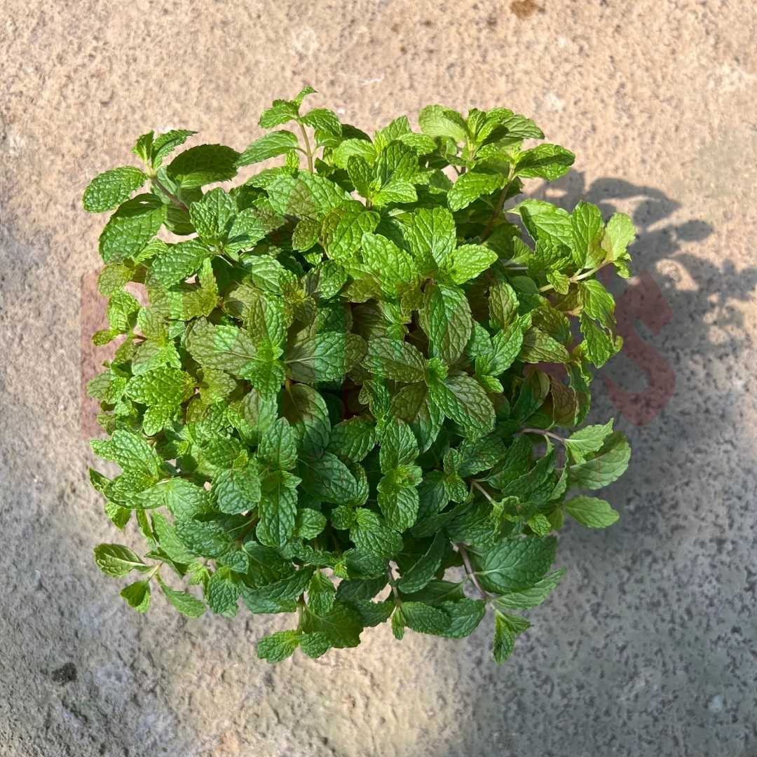 Mint - (Pot Size 6cmø x 10cmH) - Prince Garden Centre