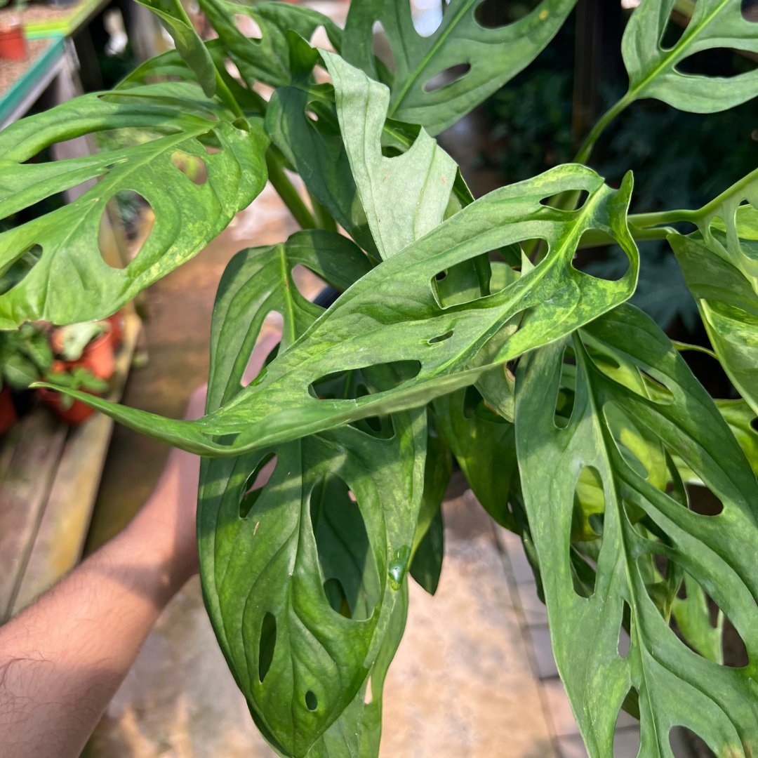 Monstera Adansonii - Prince Garden Centre