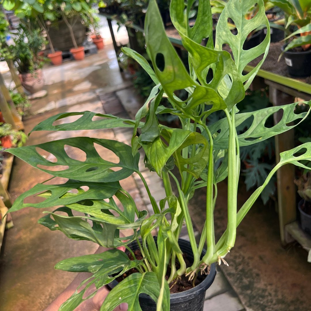 Monstera Adansonii - Prince Garden Centre