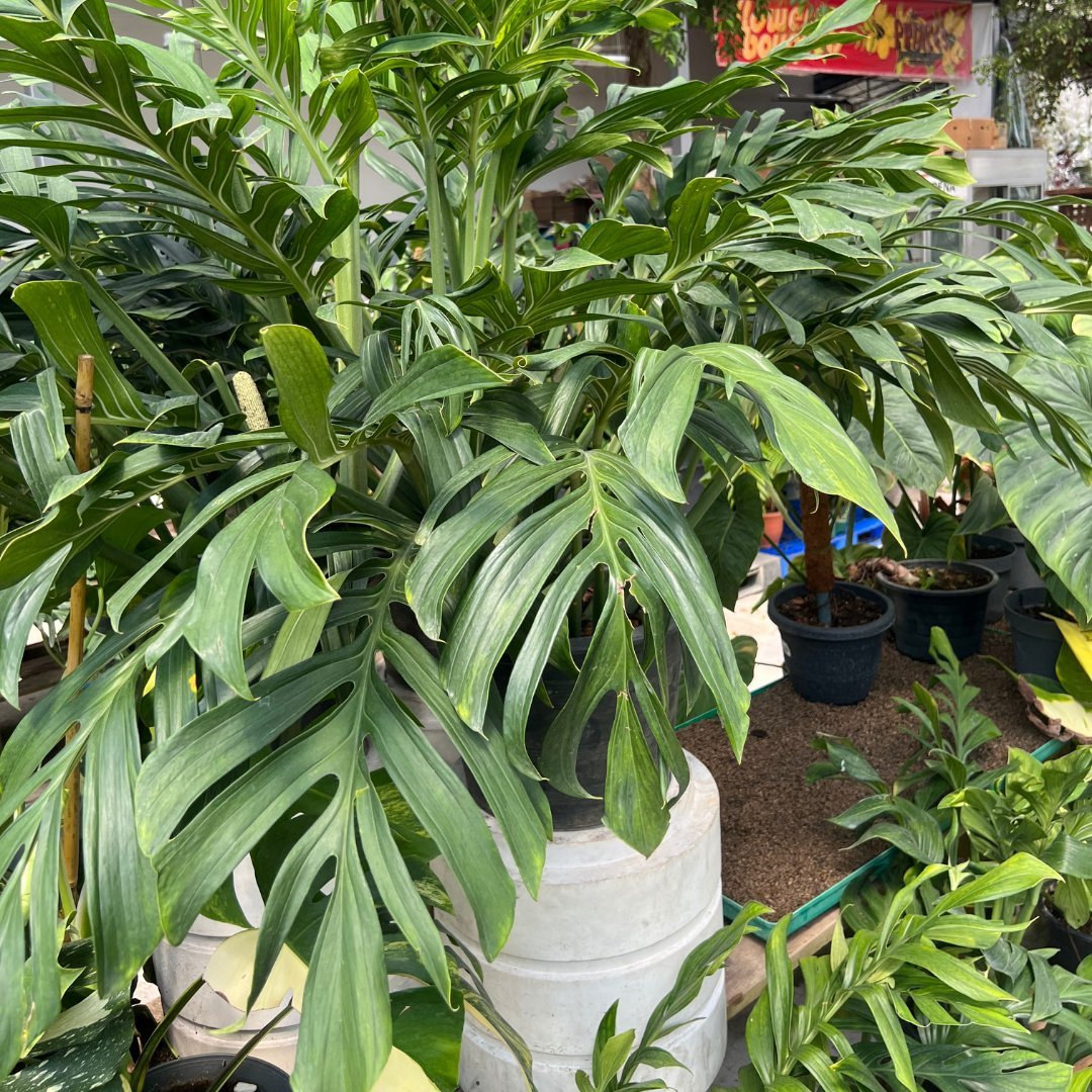 Monstera Pinnatipartia - Prince Garden Centre