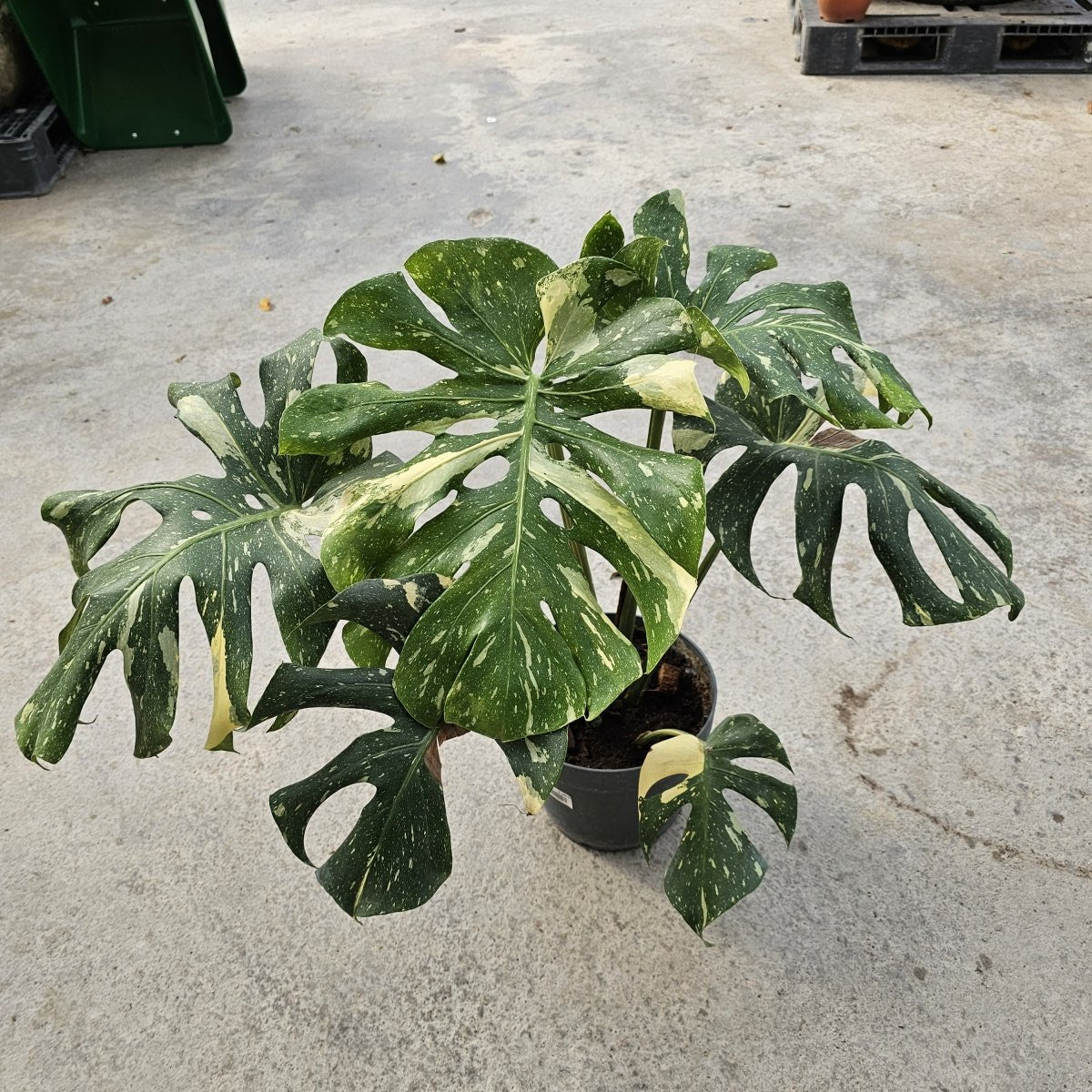 Monstera Thai Constellation - Prince Garden Centre