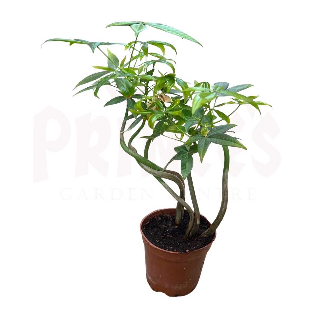 Pachira Multi Stem - (Pot Size - 16cmø x 15cmH) - Prince Garden Centre