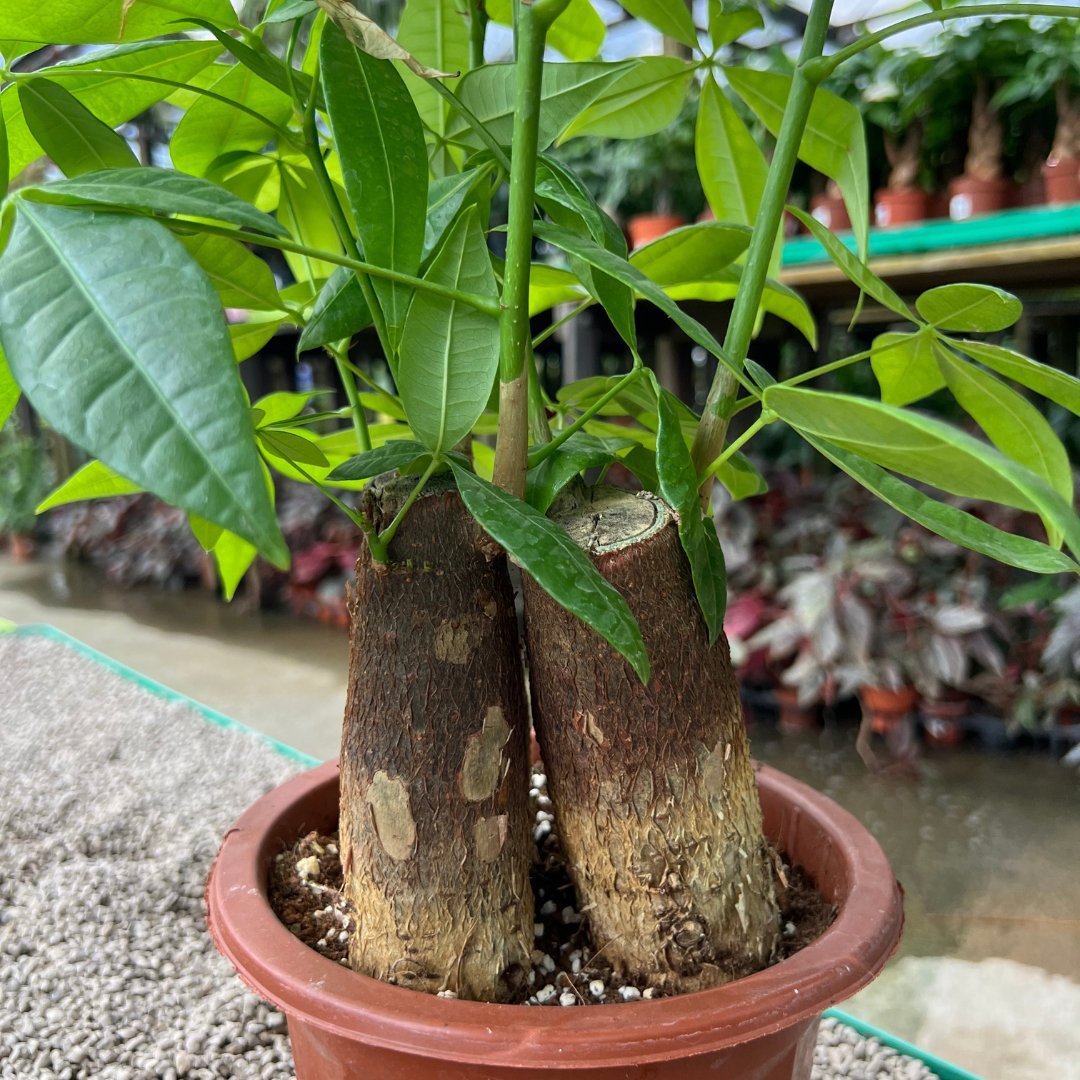 Pachira Stem - Prince Garden Centre