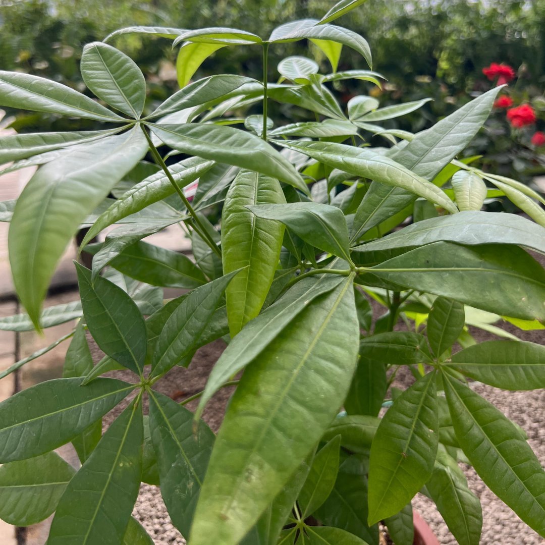 Pachira Stem - Prince Garden Centre