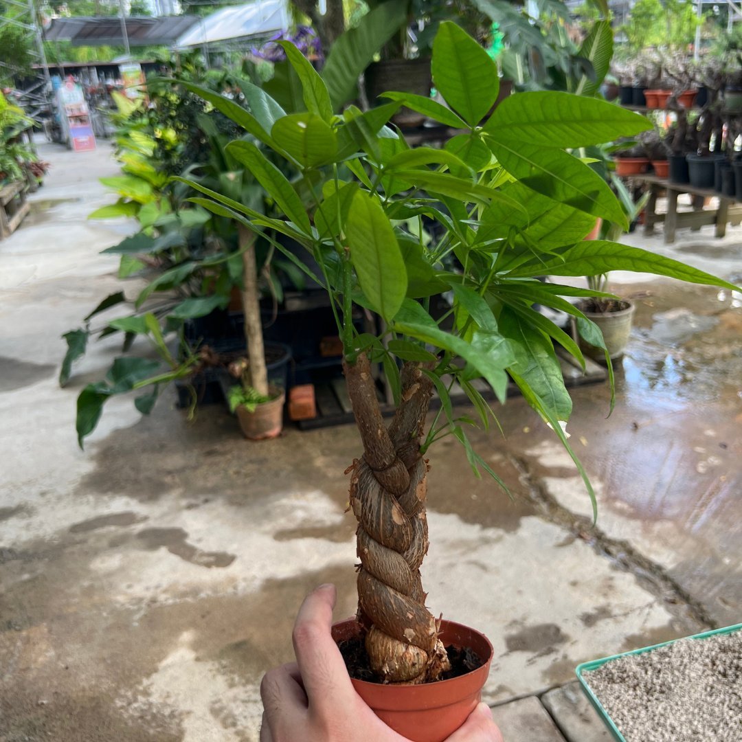 Pachira Twist - Prince Garden Centre