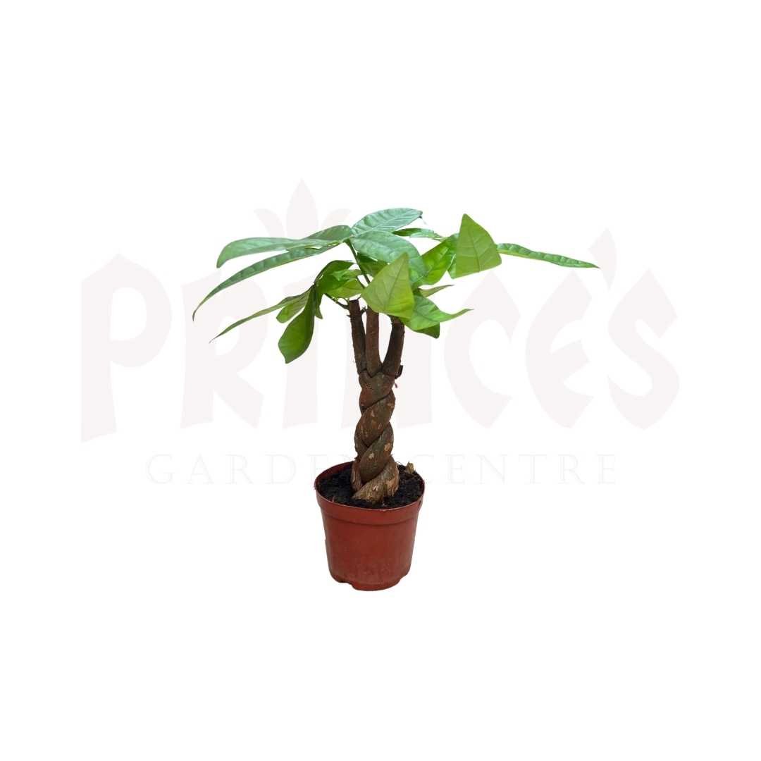 Pachira Twist - (Pot Size - Ø8cmx8cm) - Prince Garden Centre